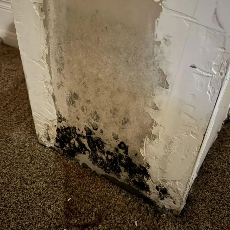 Professional Mold Removal in Perry, GA